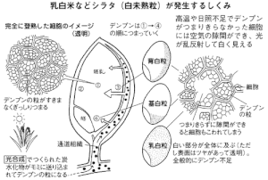 乳白などシラタが発生するしくみ