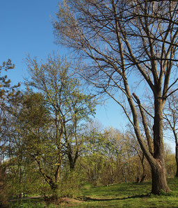 Durch Schattendruck einer großen Pappel schräg gewachsener Baum (links), Frühjahrsaspekt