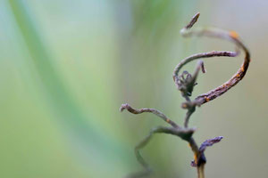 Abstract Nature 1014