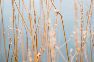 Abstract Nature 1019