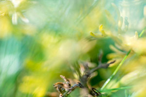 Abstract Nature 1008