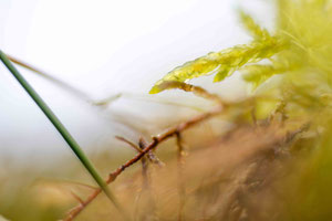 Abstract Nature 1016