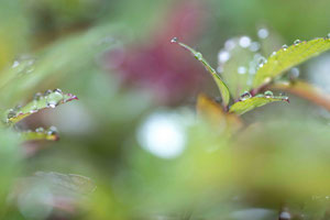 Abstract Nature 1015