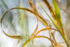 Abstract Nature 1001