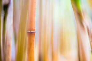 Abstract Nature 1011