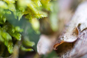 Abstract Nature 1018