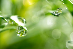 Abstract Nature 1013