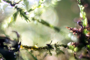 Abstract Nature 1017