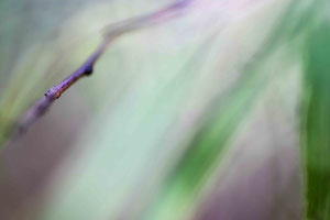 Abstract Nature 1010