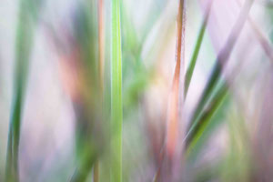 Abstract Nature 1012