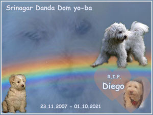 Dom yo-ba "Diego"