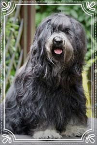 Srinagar Danda Fu-Yeshi Black Jewel "Yeshi"