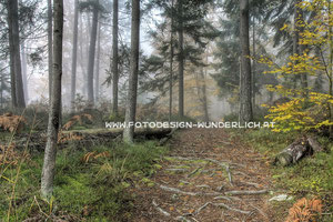 Kärnten, Herbst, Wald im Nebel (Fotodesign-Wunderlich)