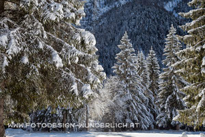 Kärnten, Wald im Winter (Fotodesign-Wunderlich)