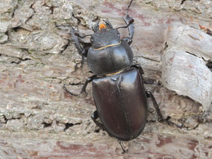 Das Weibchen des Hirschkäfers