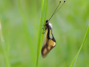 Libellen- Schmetterlingshaft in Ruheposition