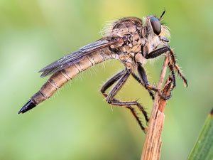 Schlichte Raubfliege
