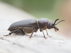 Waldbockkäfer