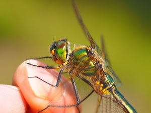 Eine glänzende Smaragtlibelle in Ruheposition. Ob sie den Fotografen wegschleppen wollte ist ungeklärt.