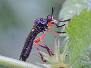 Rotbeinige Habichtsfliege Die violetten Augen sind übrigens real.