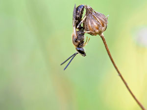 Gar keine Schwebfliege - Biene!