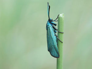 Ampfergrünwidderchen. Nicht leicht zu fotografieren, die Farbe trickst jeden Chip aus und wirkt blau.