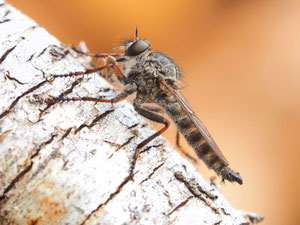 Gemeine Raubfliege