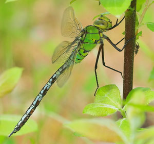 Königslibelle. Ob die kleine Spinne einen Optimismusanfall hatte können wir nicht nachvollziehen!