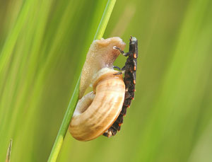 Glühwürmchenlarve frisst Schnecke. Sicher ein häufiger Vorgang - aber selten zu beobachten.