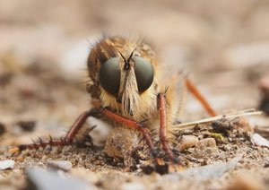 Ein Portrait der Fliegen.