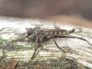 Kleine Raubfliege, zumindest hoffentlich! Tolmerusarten sind anhand von Fotos schwer zu bestimmen.