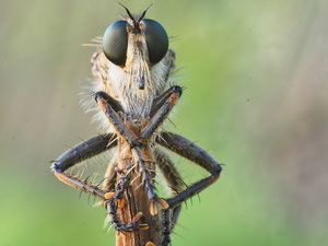 Porträt der schlichten Raubfliege