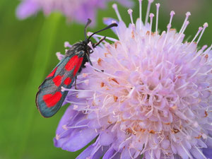 Belfleckwidderchen
