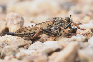 Goldraubfliege, ein Weibchen.