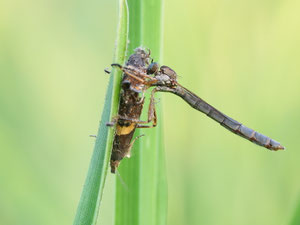 Schlankfliegen