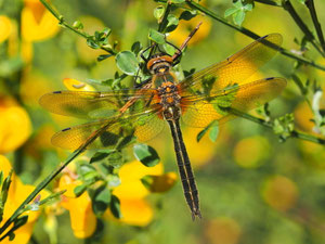 Falkenlibelle