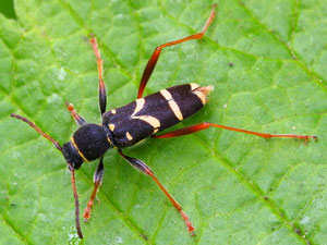 Ein gemeiner Widderbock.