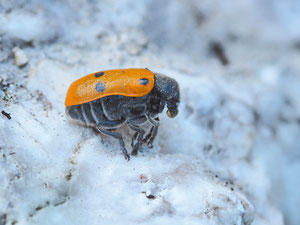 Ameisenblattkäfer. Dieser Käfer ist nicht mit dem vorher zu verwechseln.