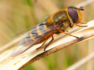 Die sogenannte grosse Schwebfliege