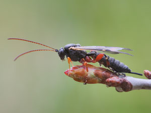 Eine Schlupfwespe