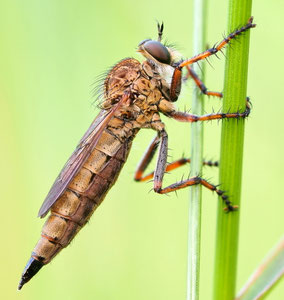 Burschenraubfliege