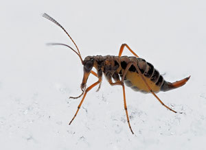 Winterhaft. Der Winterhaft gehört zu den Schnabelfliegen -