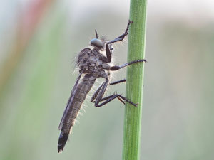 Bergraubfliege