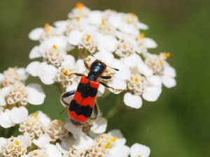 Bienenwolf. Der Name kommt bei diesem Käfer und bei einer Wespenart vor.