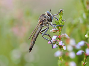 Seidenraubfliege