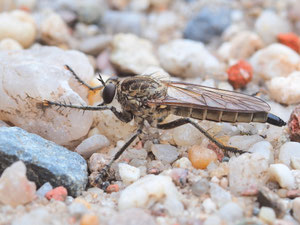 Sandraubfliege aus der Dübener Heide
