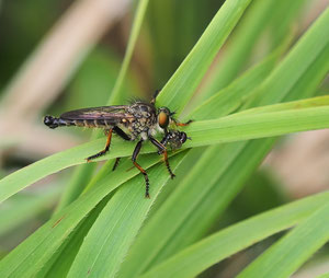 Knoten Strauchdieb. Er gehöhrt offensichtlich zu den Raubfliegen.