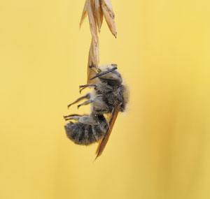 Schlafende Wildbienen sind oft schöne Motive