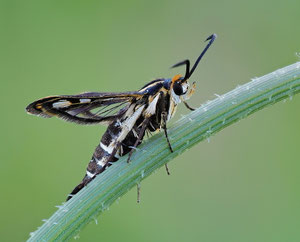 Ampferglasflügler. Dies ist tatsächlich ein Schmetterling.
