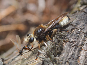 So gross wie eine Hummel und mit bezeichnendem Namen: Die grosse Mordfliege.
